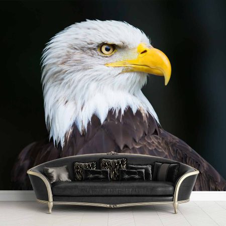 پوستر دیواری عقاب سر سفید ba-6009