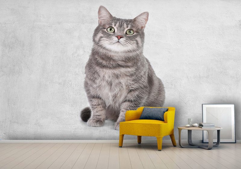 پوستر دیواری سه بعدی عکس گربه پشمالو