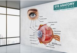 پوستر دیواری قرنیه چشم برای مطب چشم پزشکی